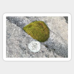 Rock Moss Sticker